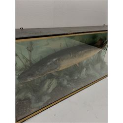 Taxidermy: an early 20th century Pike, in naturalistic setting with rock work ground and grasses, set against a light blue painted backdrop, encased within a three pane ebonised display case, with paper label to the interior detailed Caught by J R Beaumont Shipley Reservoir Oct 11th 1924 Weight 17lbs 8ozs Length 40 inches, case H51cm L114cm D21cm. 