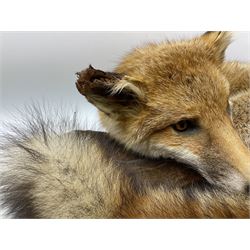 Taxidermy: Fireside red fox (Vulpes vulpes), a full mount adult fox in recumbent position, L44cm. 