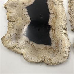 Pair of polished petrified wood slices, sliced in cross-section and polished to both sides, some growth rings still visible and a blackened centre, texture to edges, H17cm, L28cm