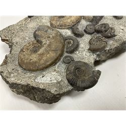 Ammonite multi-block fossil, comprising Dactylioceras and Eleganticeras, age; Jurassic period, location; Port MulGrave, Whitby, H31cm L22cm 
