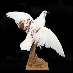 Taxidermy: Frillback Pigeon (Columba livia), full adult mount with wings outstretched, upon a dry tree stump, mounted upon moss covered base, sticker beneath Gilers Sim Collection ... 2017, H52cm