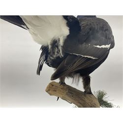 Taxidermy: Black Grouse (Lyrurus tetrix), full mount adult cockbird, open display perched upon a branch, H48cm