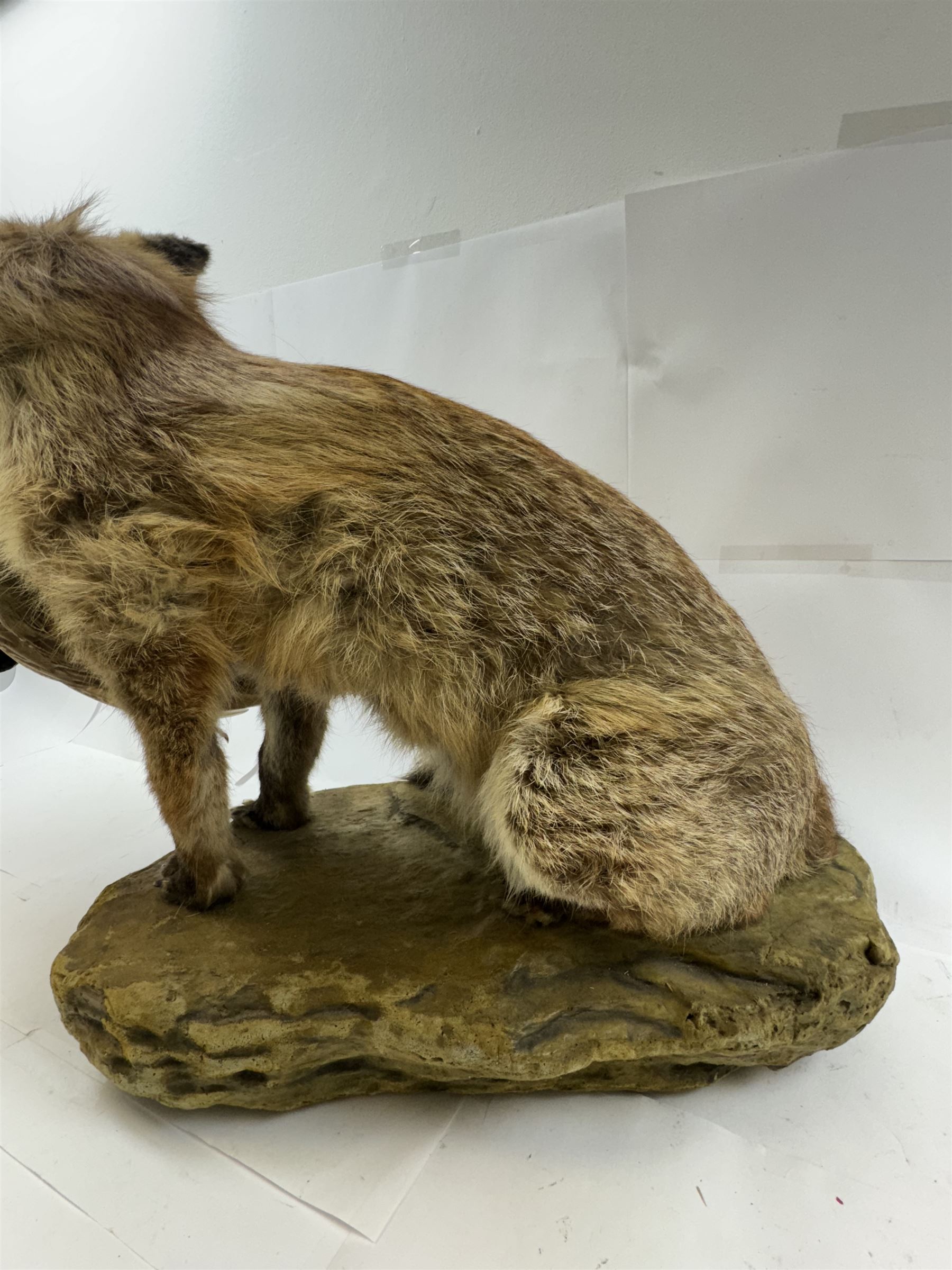 Taxidermy: Red Fox (Vulpes vulpes) with cock pheasant (Phasianus colchicus), open display upon a rocky base, H51cm