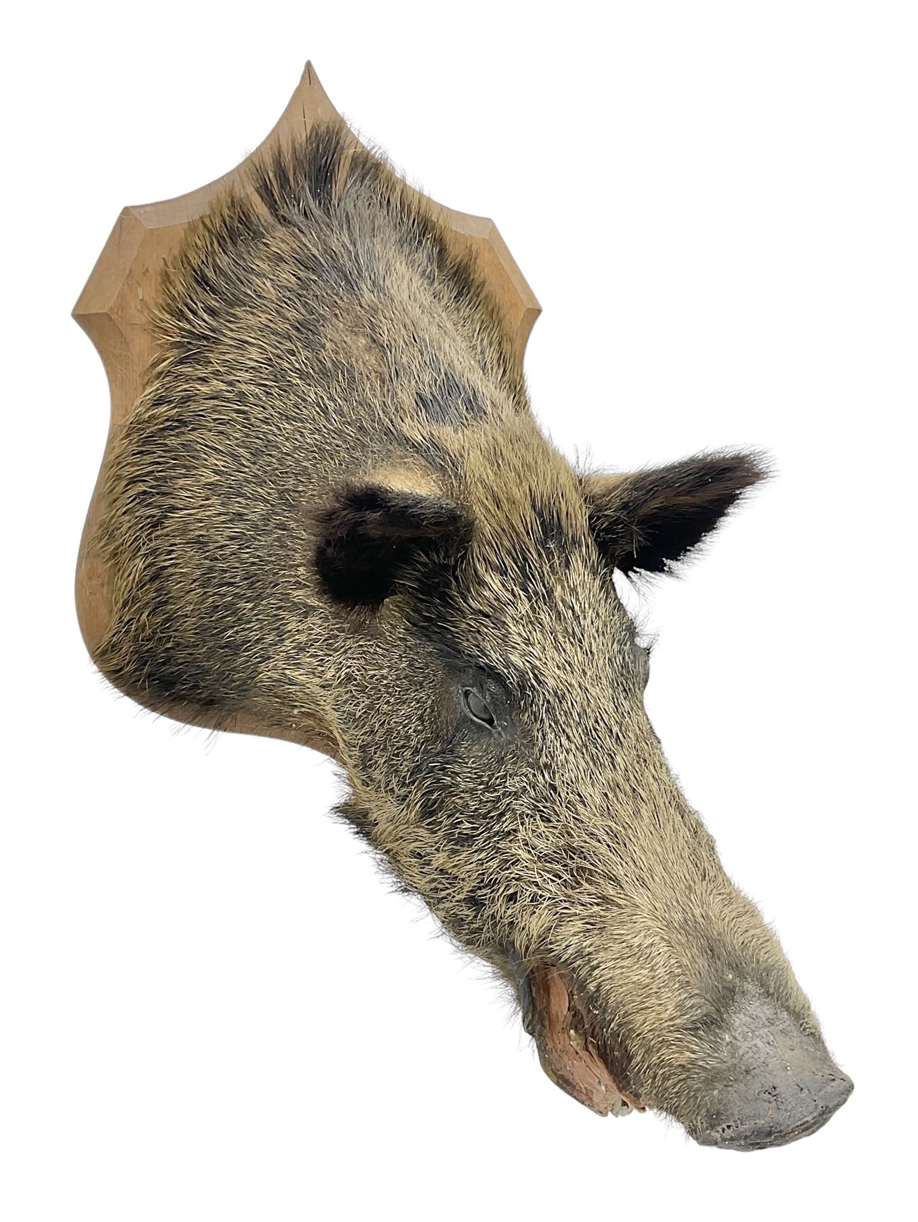 Taxidermy; European Wild Boar (Sus scrofa), adult shoulder mount looking straight ahead, with mouth agape, mounted upon a wooden shield, H70cm