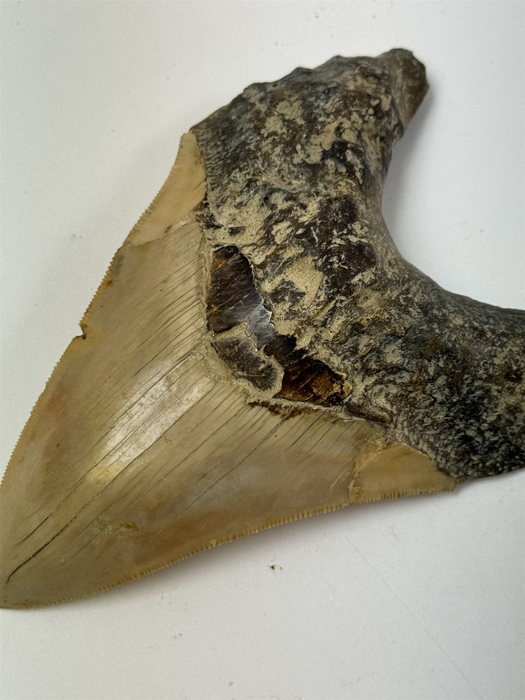 Large Megalodon (Otodus Megalodon) tooth fossil, with fine serrations, age; Miocene period location; Java, Indonisia, H13cm, W9cm 
Notes; Believed to have grown as large as 18 metres, the Megalodon was the largest shark and one of the most dominant marine predators ever to have existed. It roamed the ancient seas for around 20 million years until their extinction around 3.6 million years ago. Megalodon teeth vary in colour and ton. influenced and coloured over the millennia by the conditions in which they are preserved