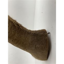 Taxidermy: South African common reedbuck (Redunca Arundinum) male, high quality shoulder mount looking straight ahead, H87cm W38.5 at widest point.  