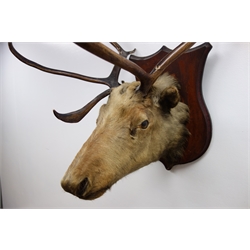  Taxidermy - Twelve point Red Deer Stag, head and antlers mounted on shield shaped plinth, W75cm, H100cm (approx)   