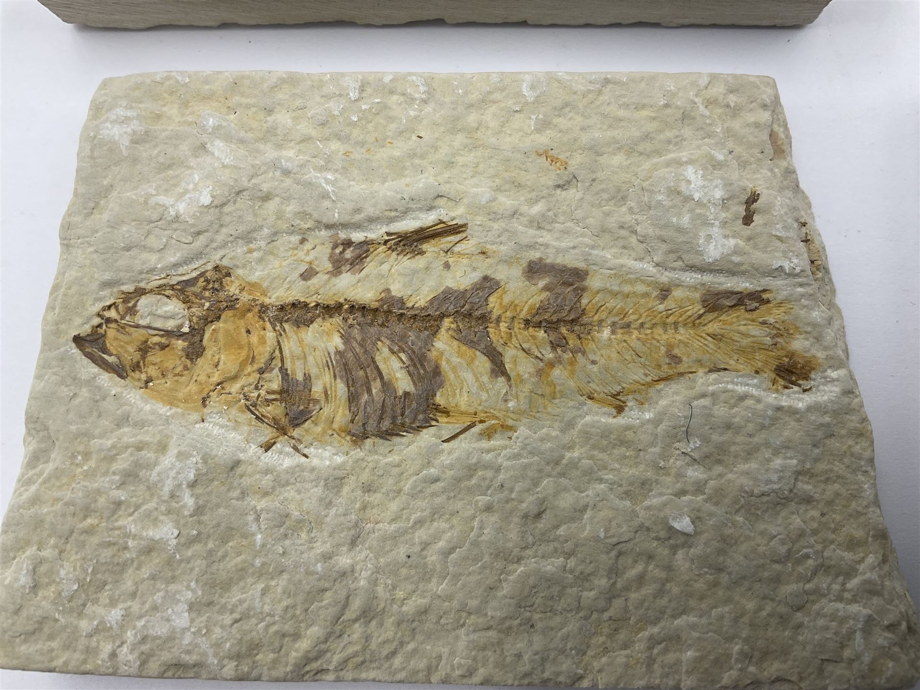 Four fossilised fish (Knightia alta) each in an individual matrix, age; Eocene period, location; Green River Formation, Wyoming, USA, largest matrix H7cm, L9cm