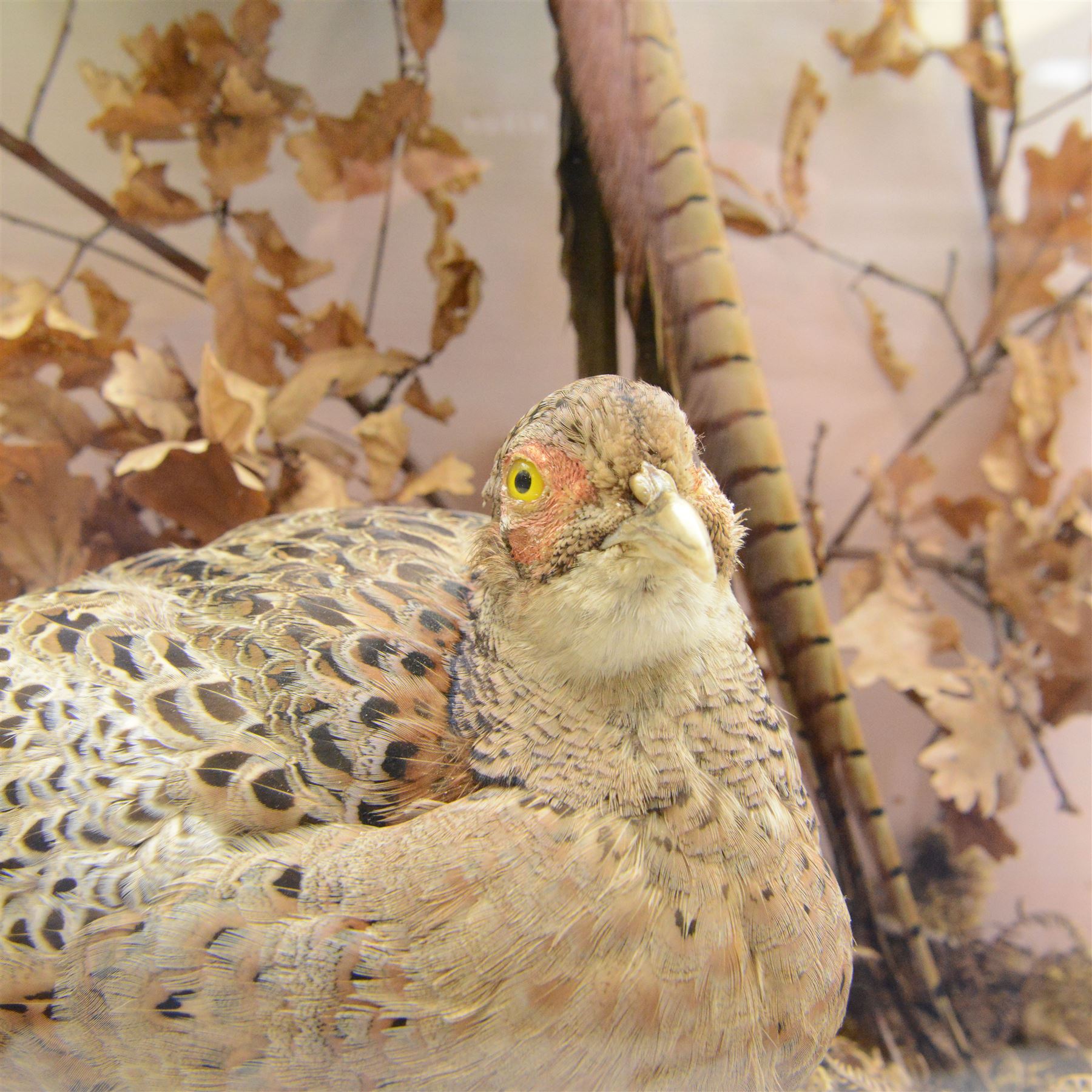 Taxidermy: Cased pair of Ring-necked Pheasants (Phasianus colchicus), pair of full adults mount, mounted amidst naturalistic setting, against a graduated watercolour backdrop, enclosed within a ebonised four pane glass display case, bearing data plaque 'A Pair of Pheasants Shot By Barry Fehily at Uphall, Herts, on 21st December 1996' H82cm W62cm