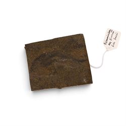 Fossil collections; including ray finned fossilised fish, ammonites Gryphaea, etc  
