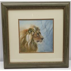Mollie Everett Field (British 1939-): Portrait of a Lion, watercolour signed 20cm x 20cm