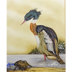  'Red Breasted Merganser', 20th century watercolour signed titled and dated '83 by R. Lawrence 47cm x 39cm and two other Bird prints (3)  