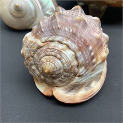 Conchology: selection of shells, including gold pearl oyster shell, mother of pearl turbo marmaratus shell, Cypraecassis Rufa red helmet shell, Mitre shell, Paua shell and others, largest D19cm