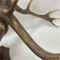 Taxidermy: Red Deer (Cervus elaphus), adult male imperial stag shoulder mount looking straight ahead, eleven point antlers, mounted upon a shaped wooden shield, D65cm