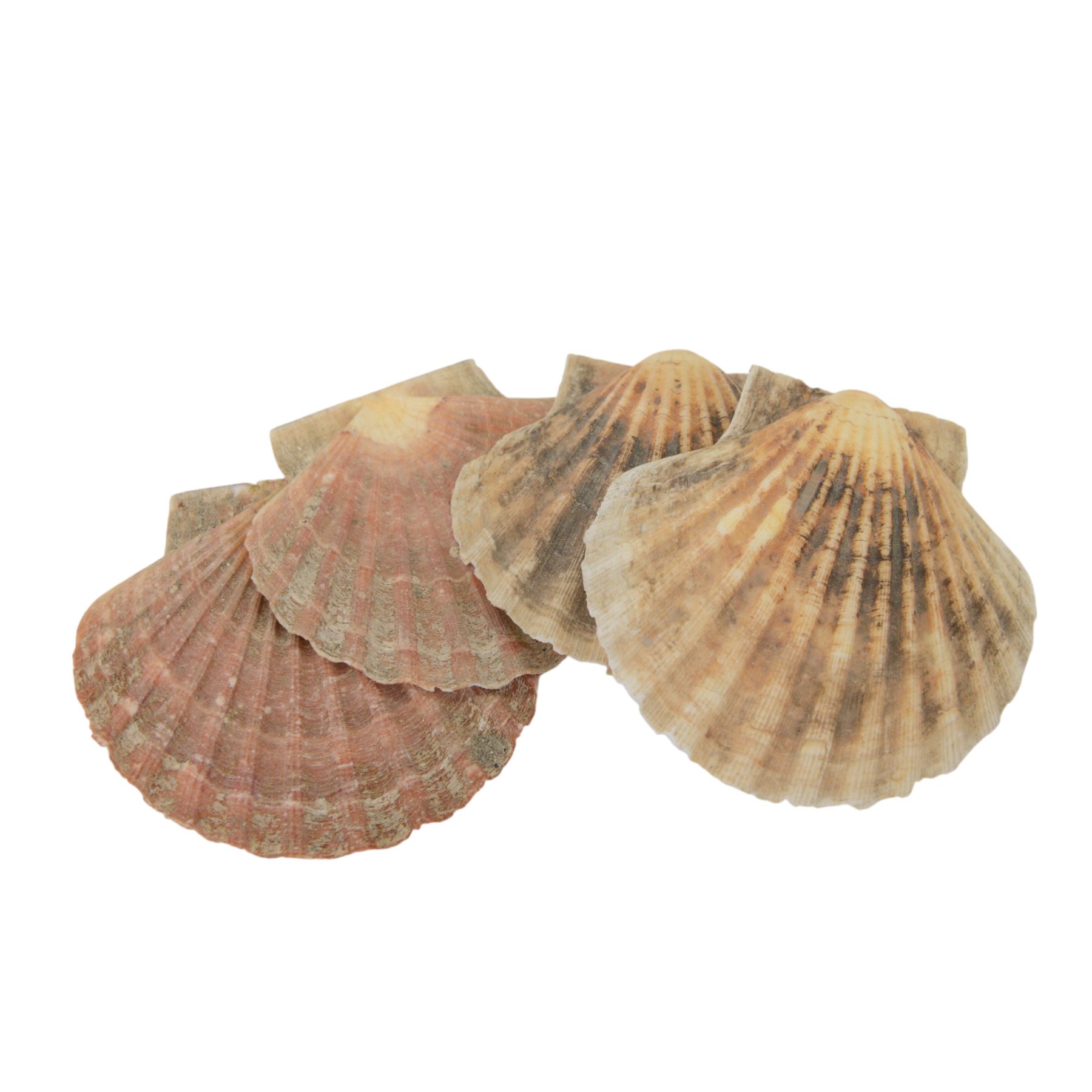 Conchology; Collection of seashells and coral, including Red Abalone shell, Hexaplex Callidinus, verious Cowrie shells, Leopardus cone etc, CITES Appendix II this lot is available to UK buyers only