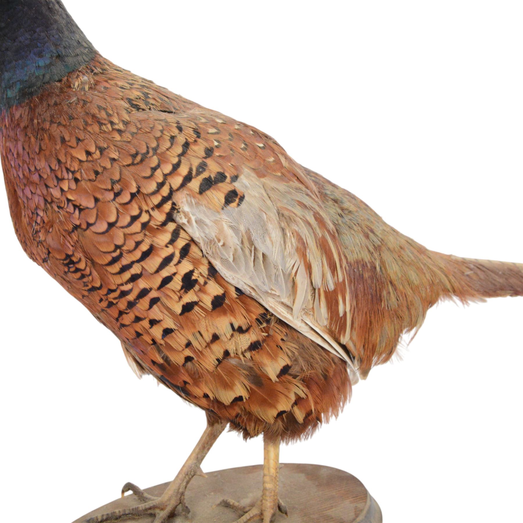 Taxidermy: Cockerel (Gallus gallus domesticus), full adult mount with head turning slightly to the right, on open display, together with taxidermy Pheasant (Phasianus colchicus), full adult male mount on open display, cockerel H43cm 