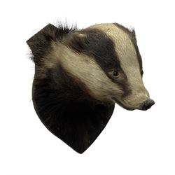 Taxidermy: European Badger Mask (Meles meles), adult Badger mask looking straight ahead, mounted upon a wooden shield, H30cm