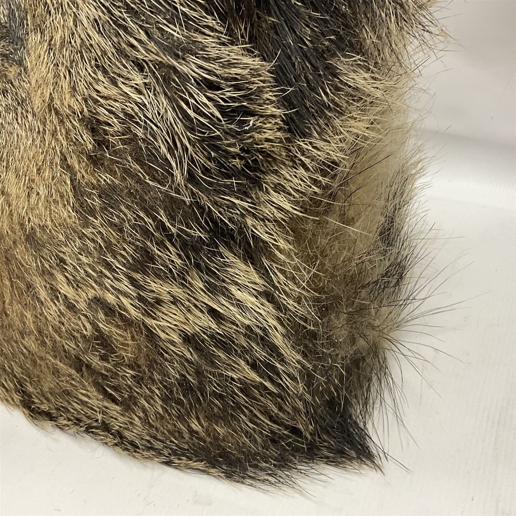 Taxidermy: European Wild Boar (Sus scrofa), adult male shoulder mount looking straight ahead