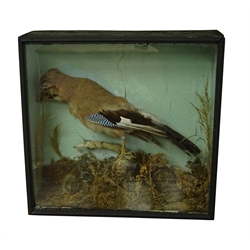  Taxidermy - Victorian cased Jay perching on branch within naturalist setting, black painted and glazed case, W38cm, H36cm, D13cm  