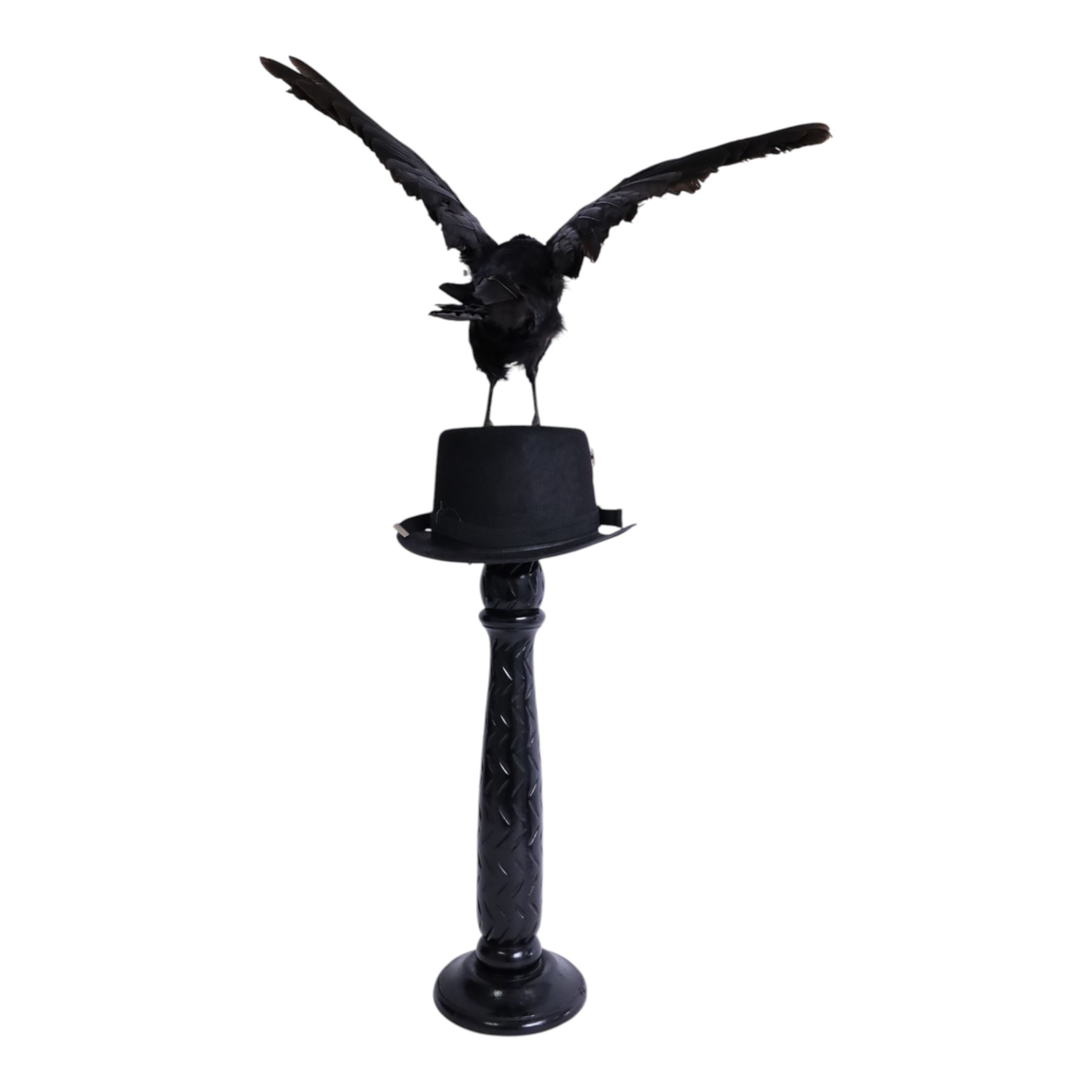 Taxidermy: Carrion Crow (Corvus corone), perched upon a steampunk hat, with wings open, H94cm