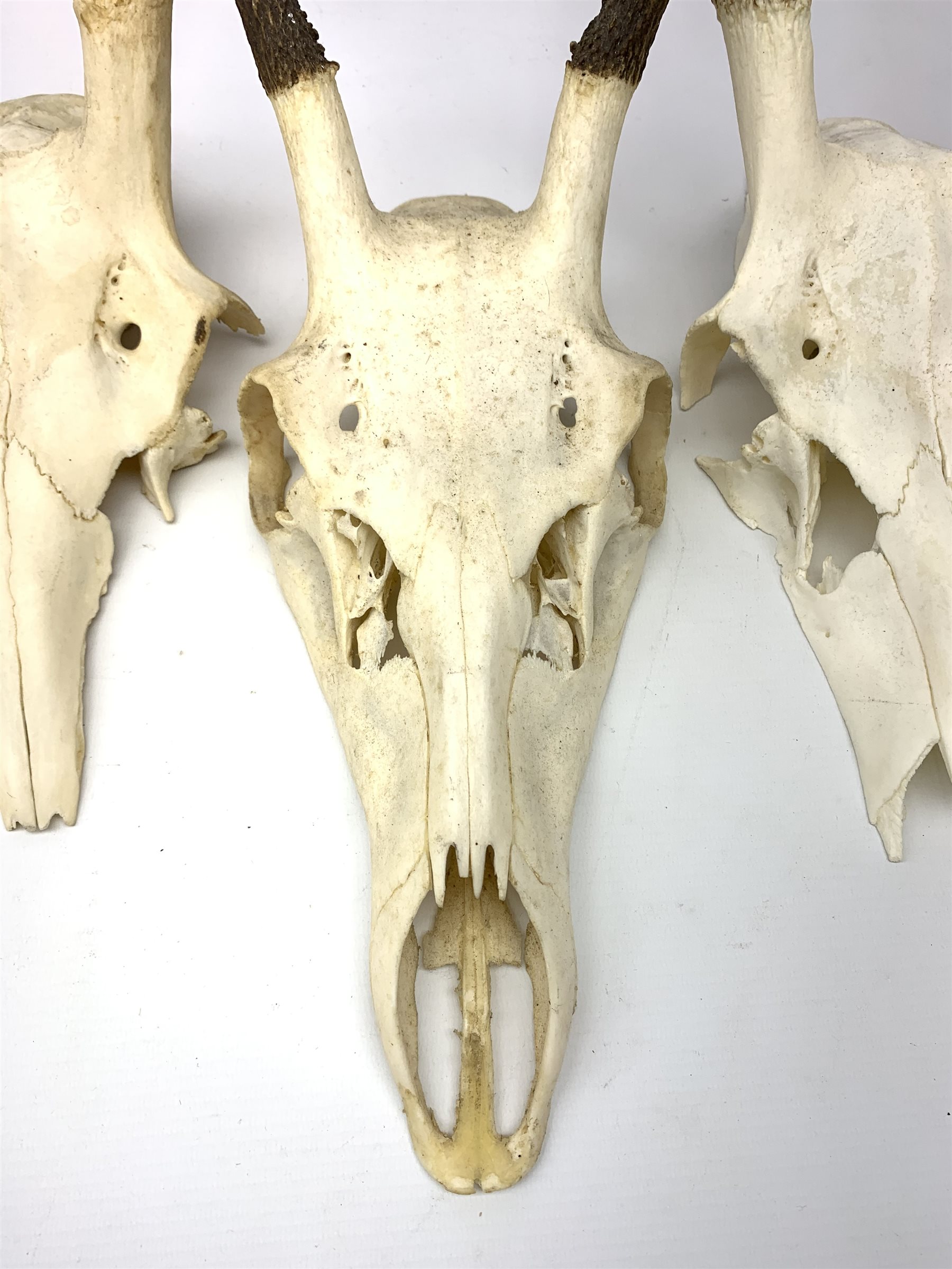 Three red deer skulls with single point antlers H62cm