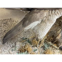 Taxidermy; Victorian cased pair of Sparrowhawks (Accipiter nisus), male and female full mounts, on a naturalistic setting, encased within an ebonised single pane display case, H40, W47cm, D19.5cm