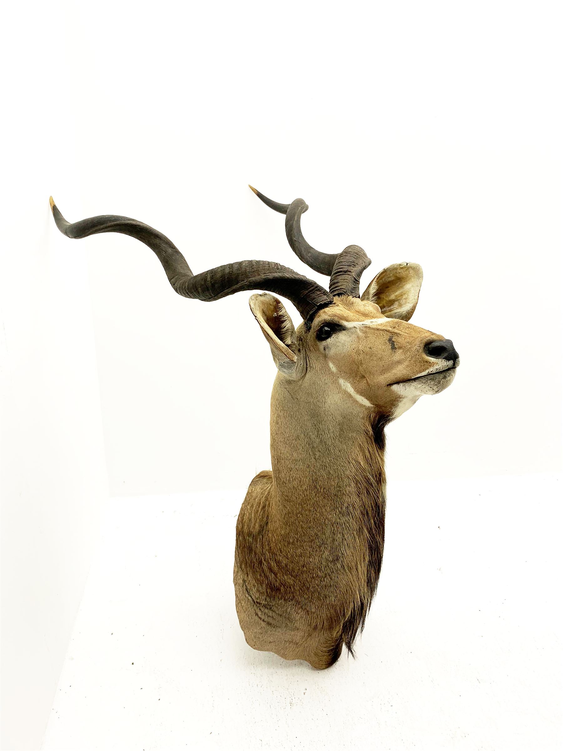 Taxidermy: Greater Kudu (Tragelaphus Strepsiceros), adult male shoulder mount, H170cm