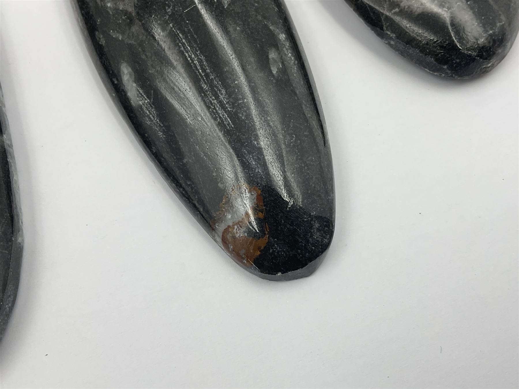 Ten individual polished orthoceras fossils, age; Devonian period, location; Morocco, largest L13cm, W4cm