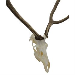Antlers/Horns: Pair of Red Deer (Cervus elaphus) antlers on skull, H110cm