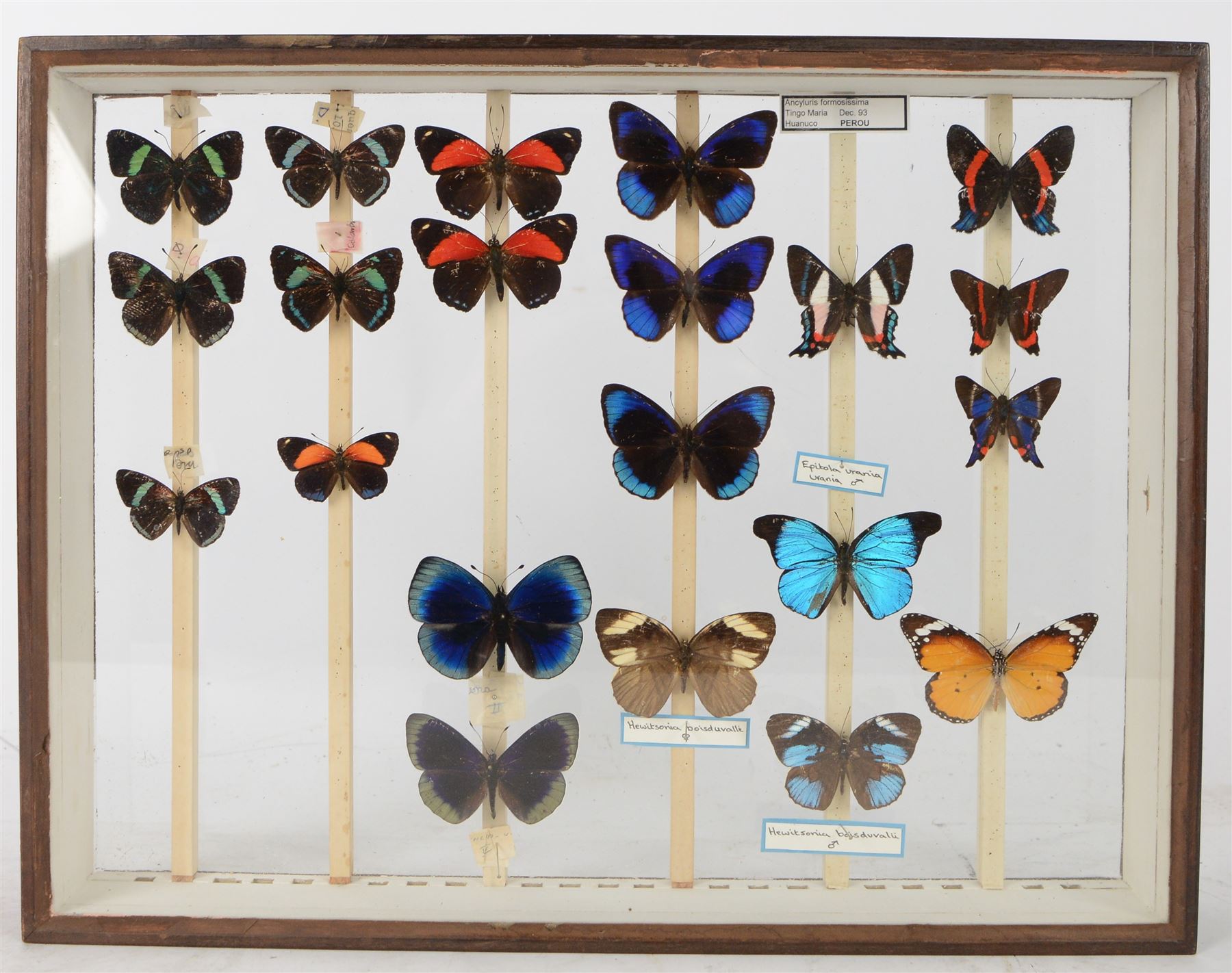 Entomology; British Natural History Museum wartime cabinets with eight double glazed draws with over two hundred butterfly specimens, including Lycaenidae, Dismorphia, Satyridae, Nymphalidae etc, The cabinets were used to house the entire collection of insects from the British Natural History Museum, which in turn were removed from the Museum to a safe place away from the London Blitz during World War Two, there were eight draws to each cabinet which had handles on the top for ease of lifting and transportation.They have adjustable corked wood slats so as to accommodate various size insects (Wing Spans etc), whilst keeping them in neat rows 