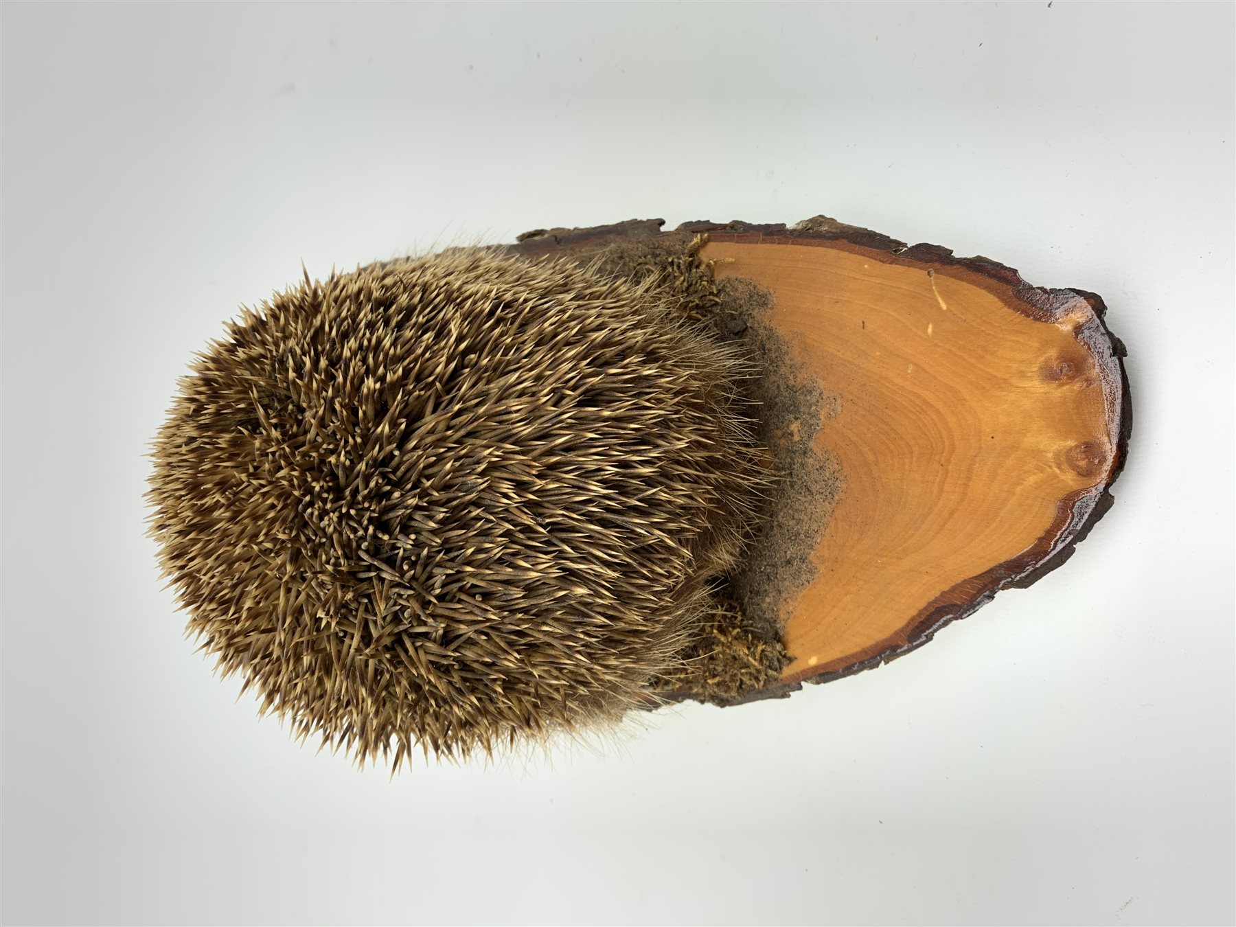 Taxidermy: 20th century Common Garden Hedgehog (Erinaceinae), full mount on open display upon tree trunk section, base L40cm