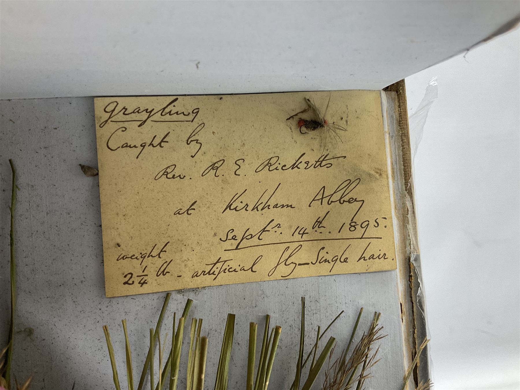 Taxidermy: Grayling (Thymallus thymallus), preserved by John Cooper & Sons, 28 Radnor Street, St Luke's, London, skin mount set above a pebbled river bed with reeds and grasses, set against blue painted back drop, with inscription 'Grayling caught by Rev R.S. Ricketts at Kirkham Bridge Sept 14th 1895, artificial fly - single hair' L57cm H29cm 