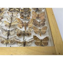 Entomology: Glazed entomology collector's drawer display of African and Asian butterflies and moths, a colourful display of one hundred and twenty six assorted specimens, collected from various regions of Africa and Asia, each with attached data labels, H50cm, W40cm