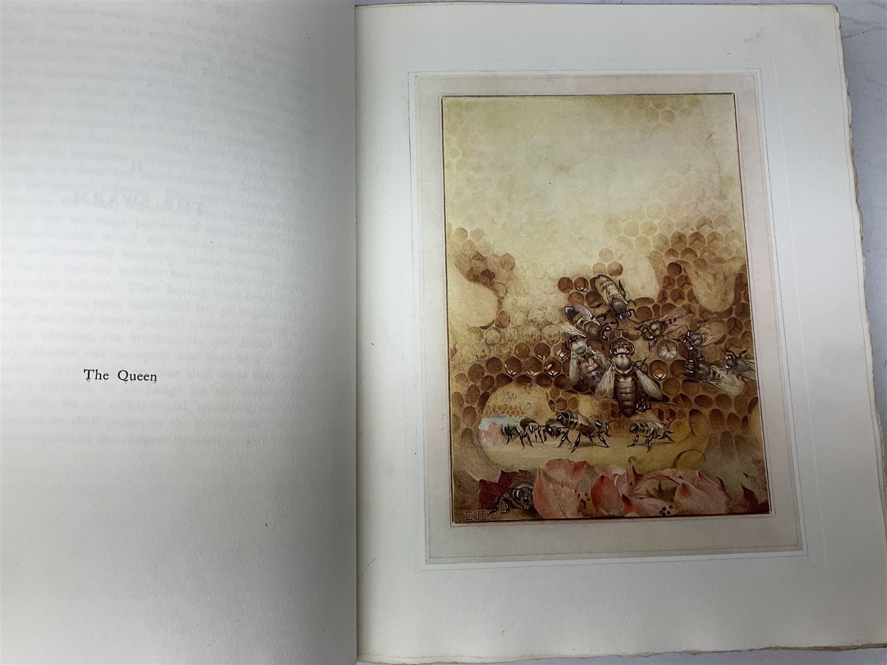 Maurice Maeterlinck: 'The Life of the Bee', illustrated E.J. Detmold, 13 mounted coloured plates, pub. Geo. Allen & Co. Ltd. London, 1911,