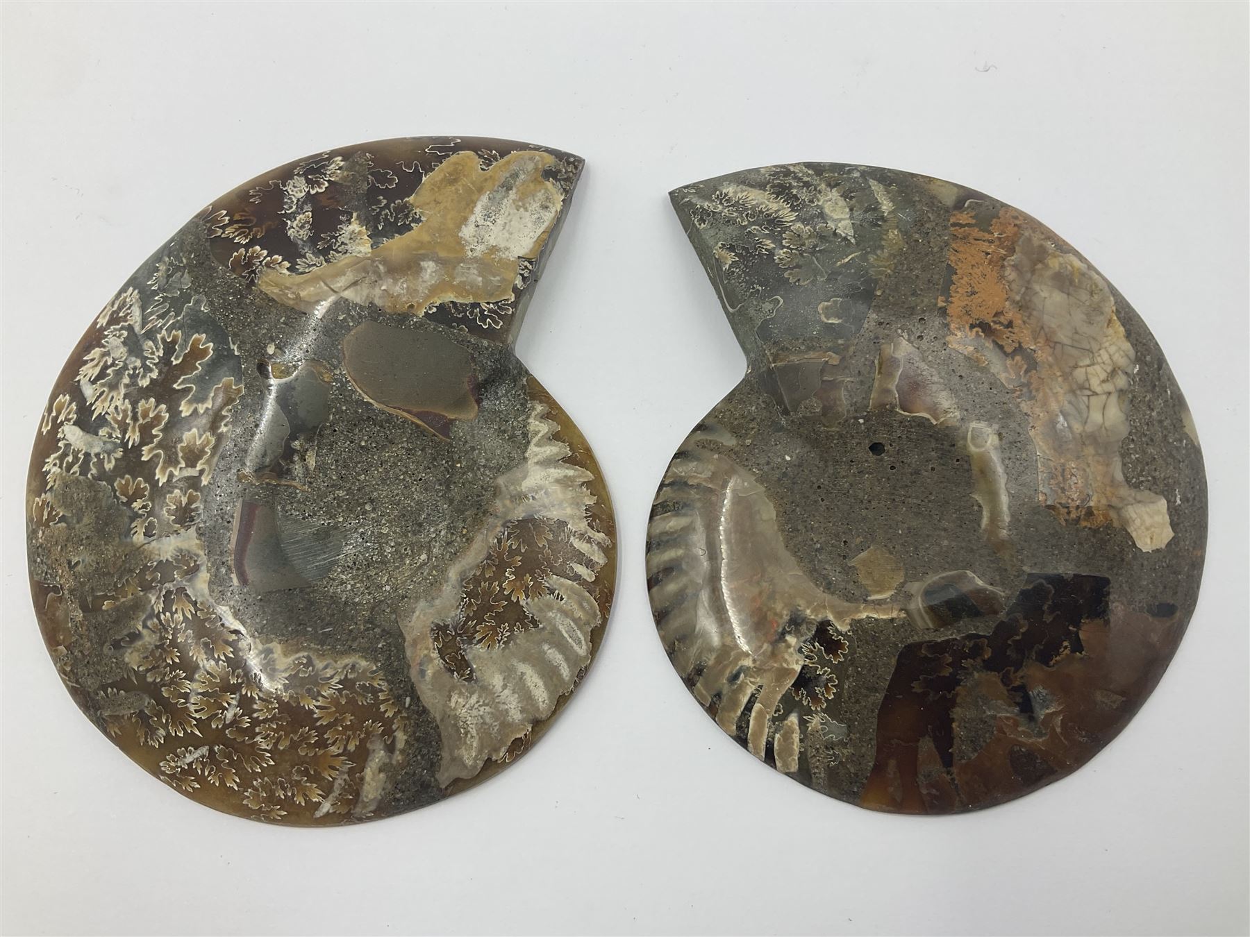 Two ammonite fossil slices, with polished finish, age: Cretaceous period, location: Madagascar, D10cm
