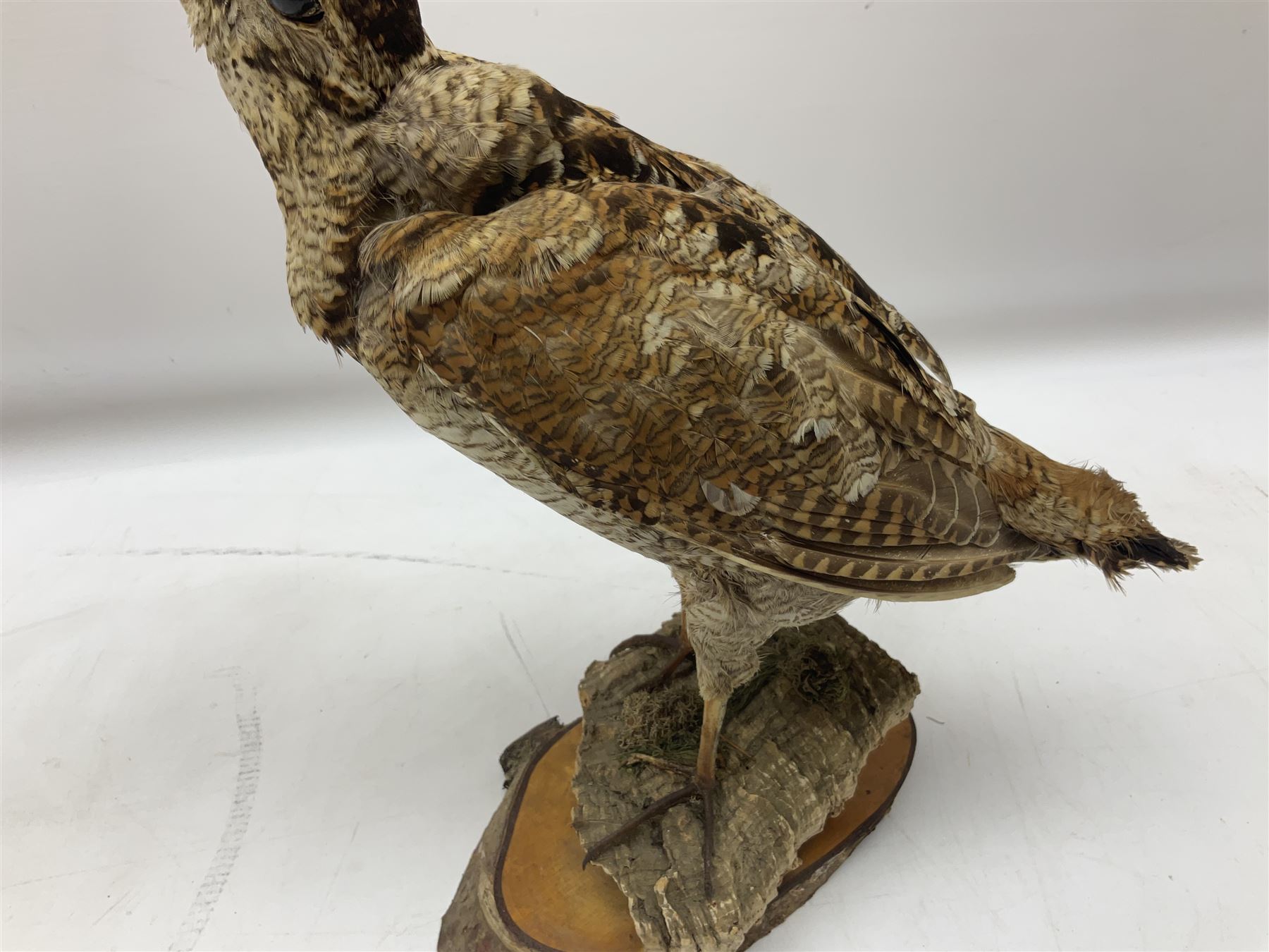 Taxidermy: Woodcock (Scolopax rusticola) standing on a log and grassy mound, on an oval wooden base H31cm