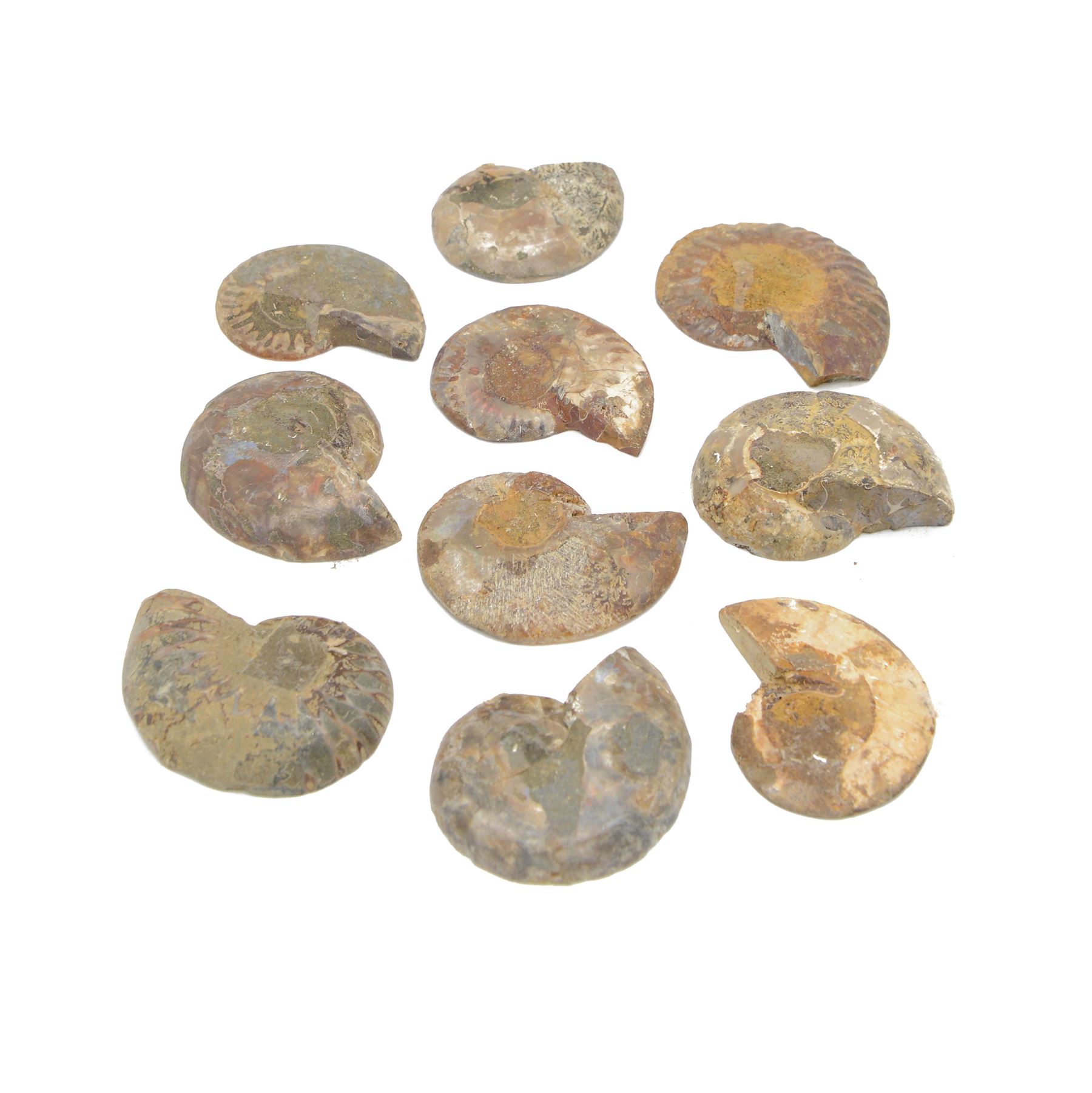 Collection of Cleoniceras ammonite fossil slices, with polished finish, age: Cretaceous period, location: Madagascar, D6cm