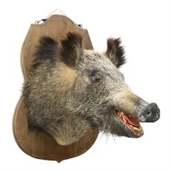 Taxidermy - Wild Boars head on oak wall shield H65cm