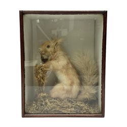 Taxidermy: Cased Red Squirrel (Sciurus vulgaris), mounted upon naturalistic ground works, set against a white backdrop, encased within a single panel display case, H28cm