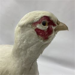 Taxidermy; pair of Common Pheasants (Phasianus Colchicus), white cock and hen adult mounts, upon a wooden base, H51cm  