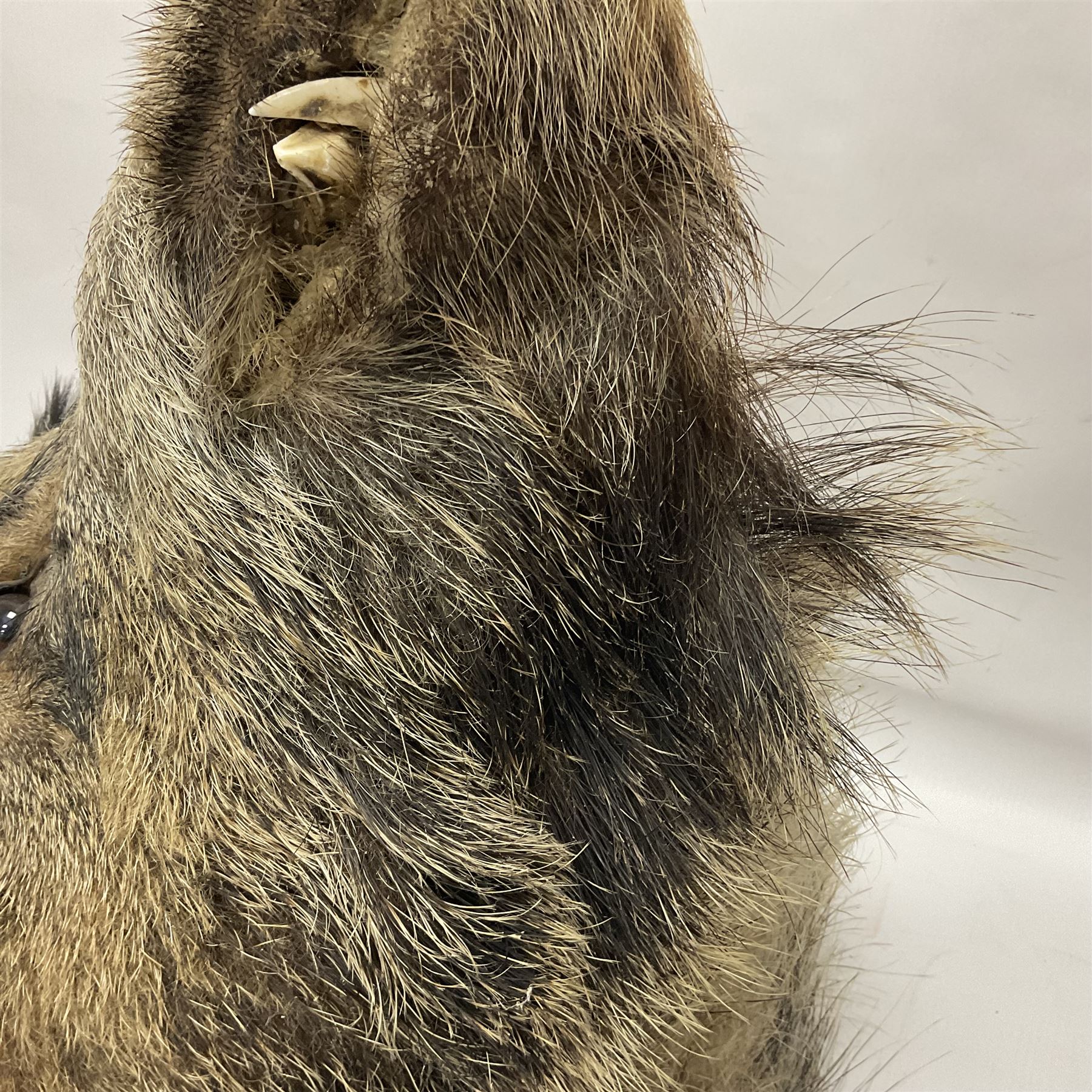 Taxidermy: European Wild Boar (Sus scrofa), adult male shoulder mount looking straight ahead