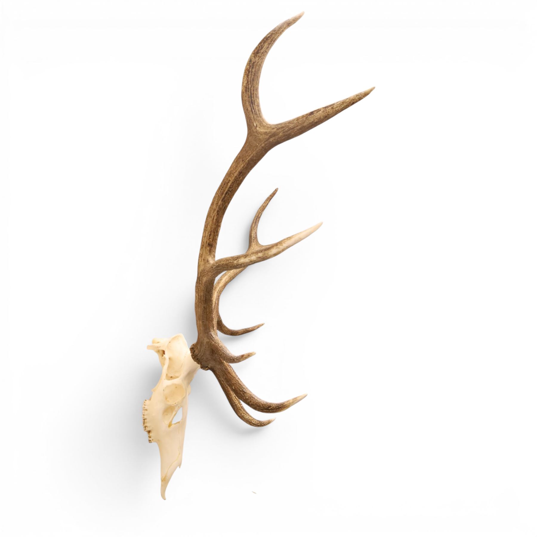 Antlers/Horns - Pair of Red Deer (Cervus elaphus) antlers on skull, H117cm