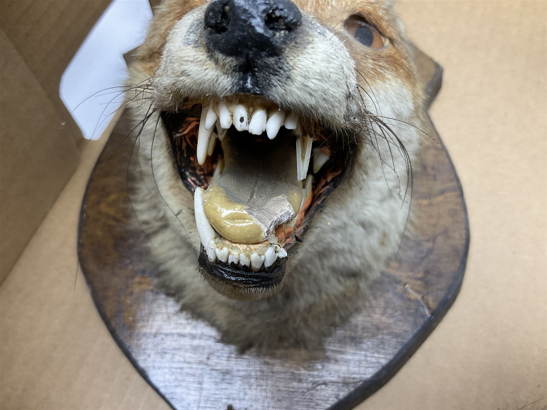Taxidermy: Red fox mask (Vulpes vulpes), with mouth agape bearing teeth and ears back, mounted upon wooden shield, with brush, shield H24cm
