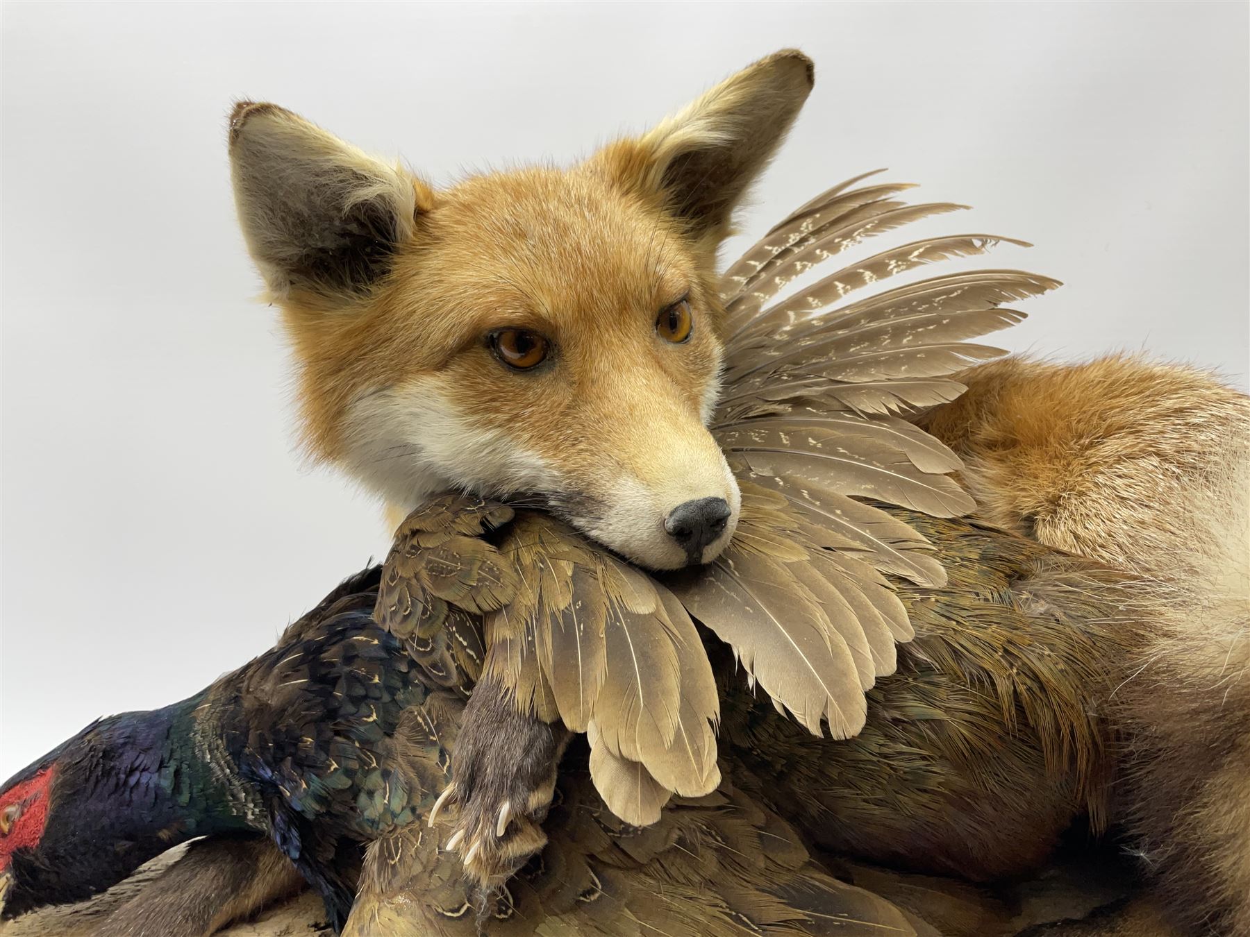 Taxidermy: Red Fox (Vulpes vulpes) with cock pheasant (Phasianus colchicus), open display upon tree mount detailed with moss, mount L64cm  