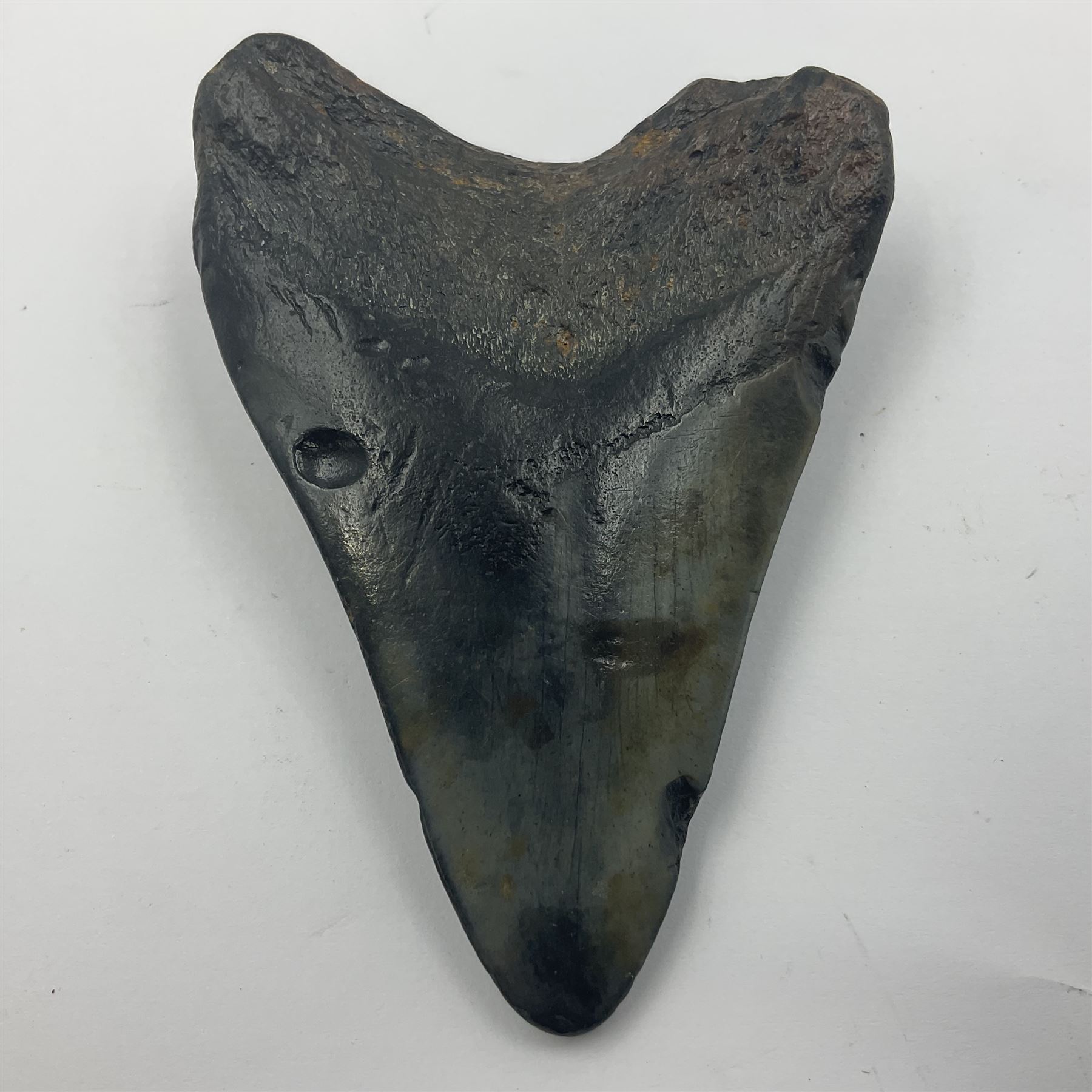 Black Megalodon (Otodus Megalodon) tooth fossil, age; Miocene period, H9cm, W7cm