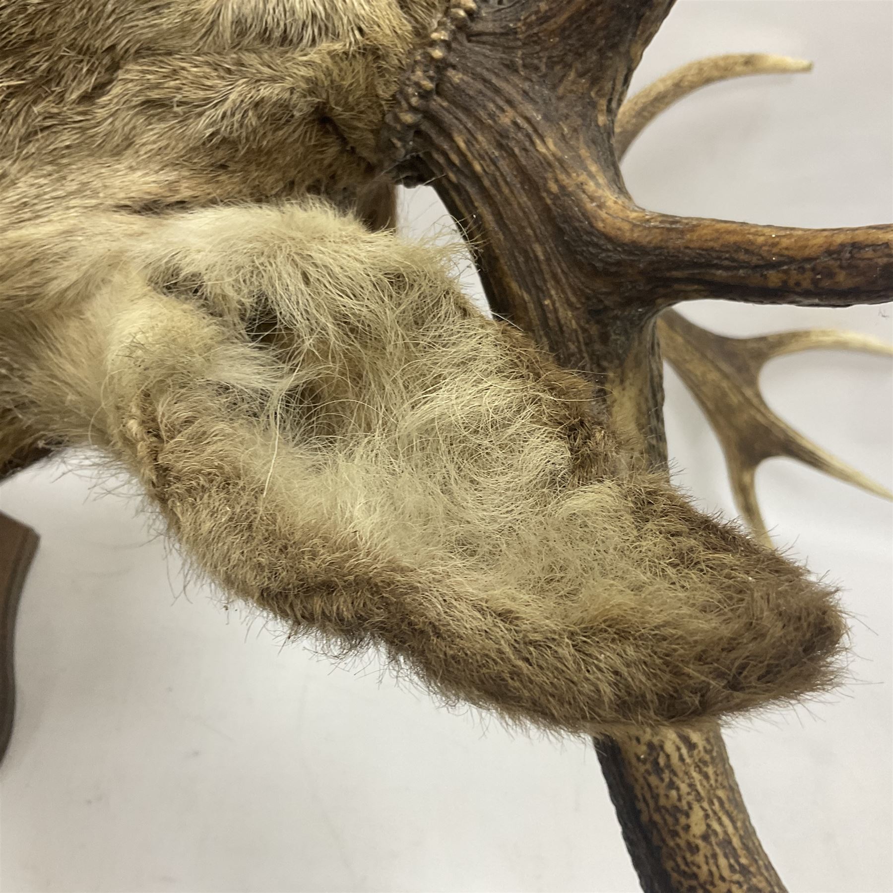 Taxidermy: Red Deer (Cervus elaphus), adult male imperial stag shoulder mount looking straight ahead, eleven point antlers, mounted upon a shaped wooden shield, D65cm