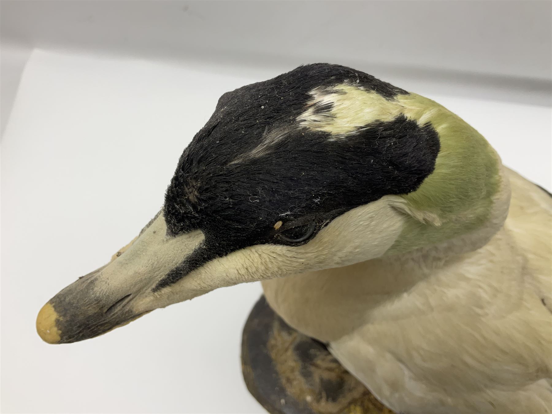Taxidermy: Common Eider (Somateria Mollisima), full mount drake, upon an oval base, decorated with oyster shells, H42cm