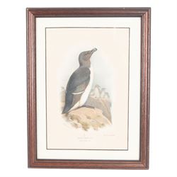 A Thorburn framed print of Razorbill, together with a Victorian book of pressed flowers, W.E Kirby Butterflies and Moths, George Henslow How to Study Wild Flowers etc