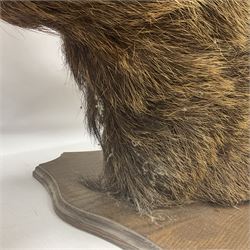 Taxidermy: Red Deer (Cervus elaphus), adult male imperial stag shoulder mount looking straight ahead, ten point antlers, mounted upon a shaped wooden shield, D65cm