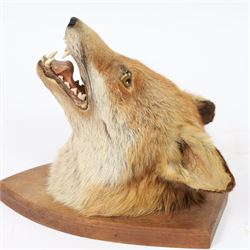 Taxidermy: Red fox mask (Vulpes vulpes), with mouth agape bearing teeth, mounted upon wooden shield